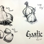 Garlic Study